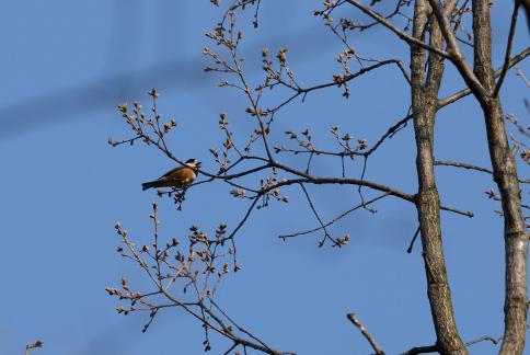 DSC_1453sss.jpg