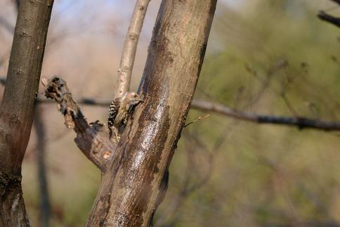 DSC_1464sss.jpg