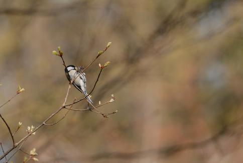 DSC_1488sss.jpg