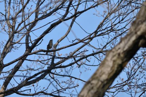 DSC_1511sss.jpg
