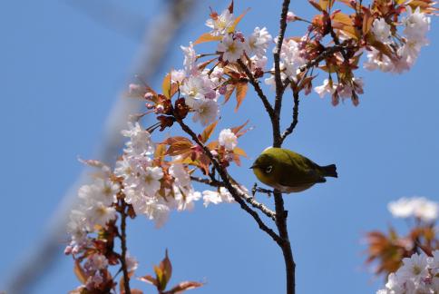 DSC_1547sss.jpg