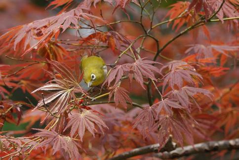 DSC_2544sss.jpg