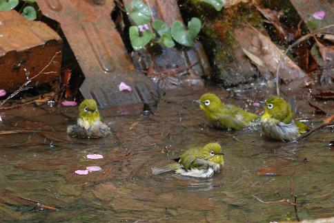DSC_2611sss.jpg
