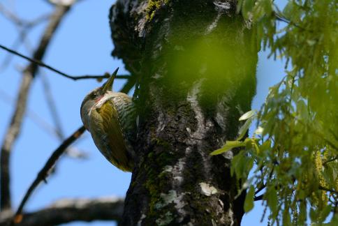 DSC_2635sss.jpg
