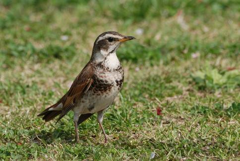 DSC_2703sss.jpg