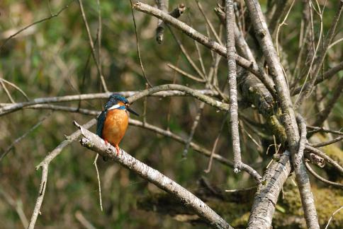 DSC_2741sss.jpg