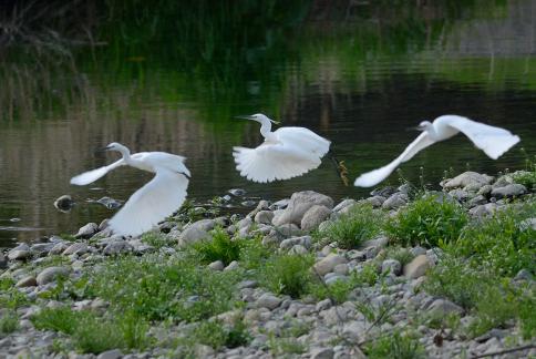 DSC_2779sss.jpg