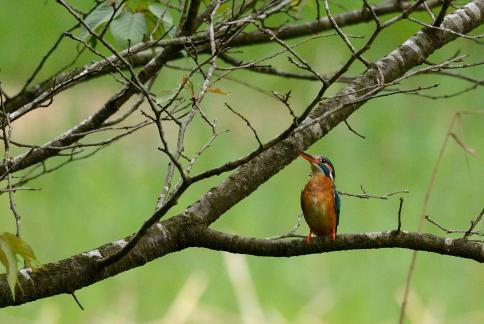 DSC_2787sss.jpg