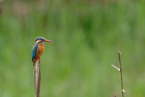 DSC_2795sss.jpg