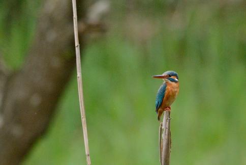 DSC_2798sss.jpg