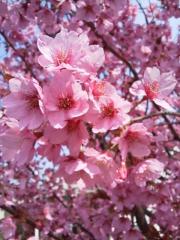 2012041203