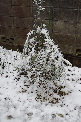 IMGP0172.jpg