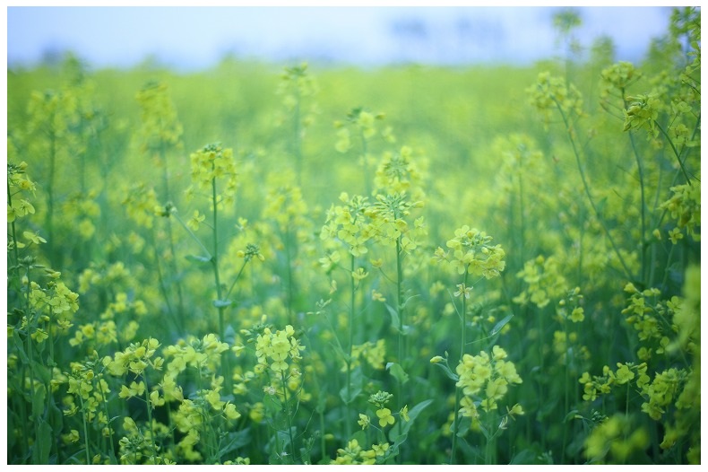 菜の花
