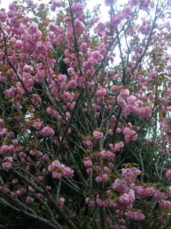 満開の八重桜