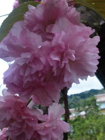 桜もち?