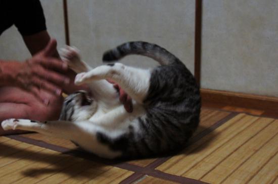 pan