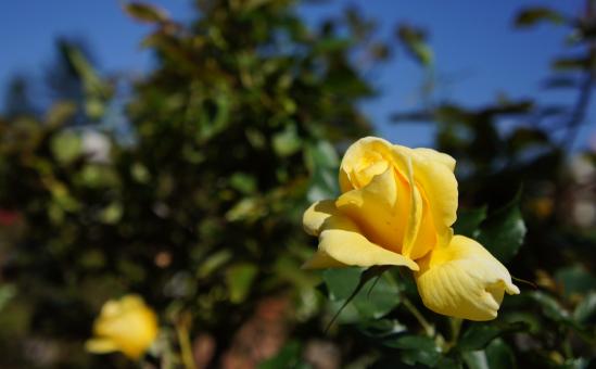 2011 花の文化園