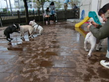 ぱばのくの超日常生活