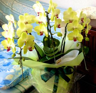 orchid2.jpg
