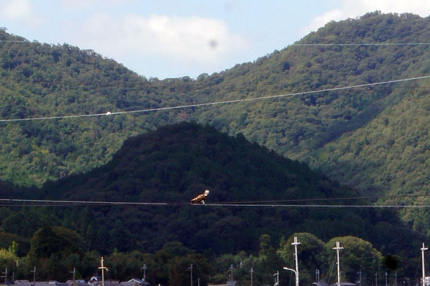 ミサゴ