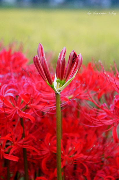 彼岸花