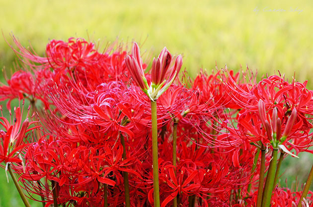 彼岸花