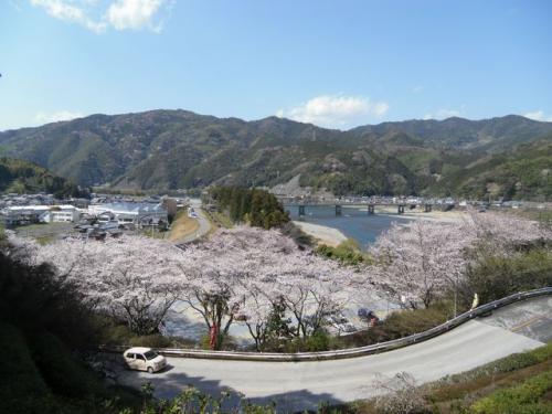 桜