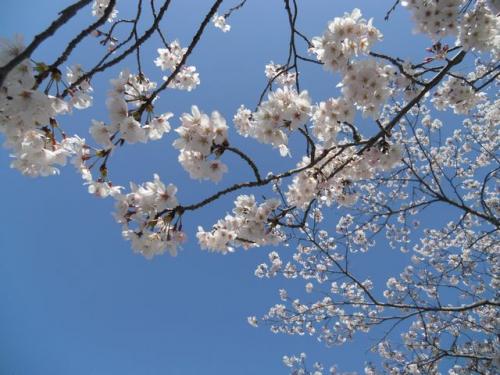 桜1