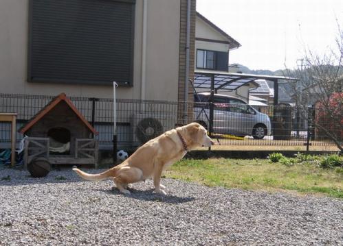 すず2