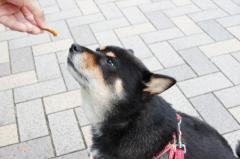 「わーい、おやつだー♪」