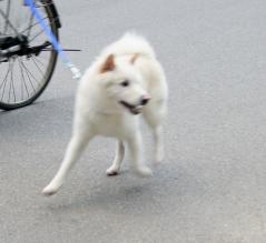 すれ違いの白いワン様