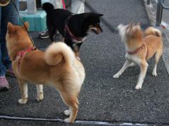 茶柴の仲良しさんと遭遇