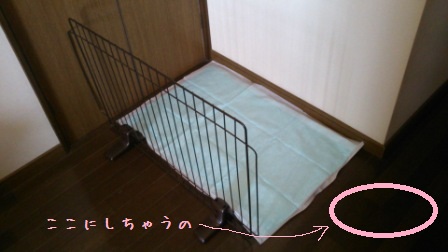 新しいトイレ