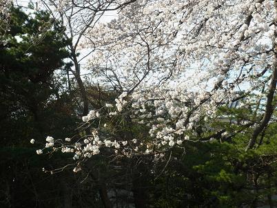 0406お花見 (17)