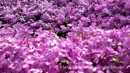 2013042104.jpg