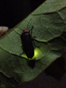 2013061603.jpg