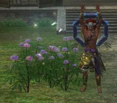 20120316芍薬開花