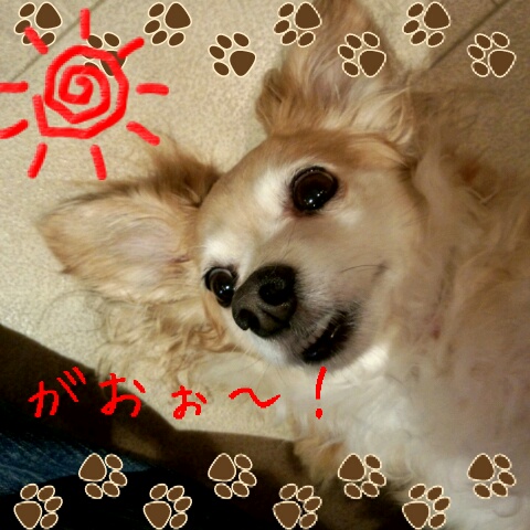 ひめ