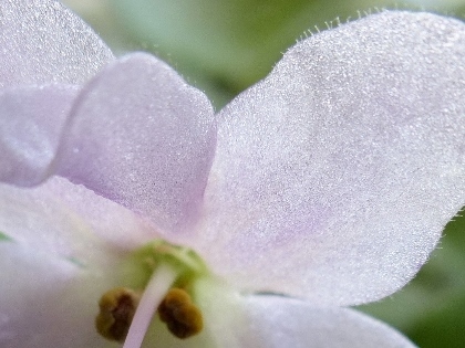 P1050608 (420x315)