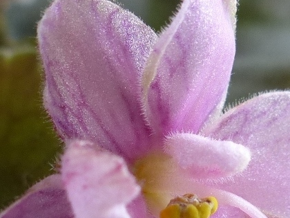 P1050616 (420x315)