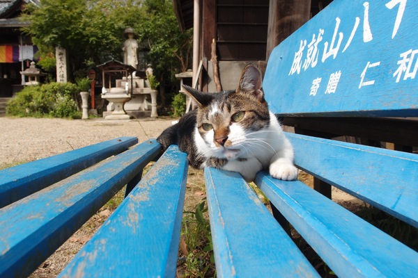 ネコタデ