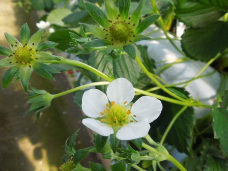 いちごの花