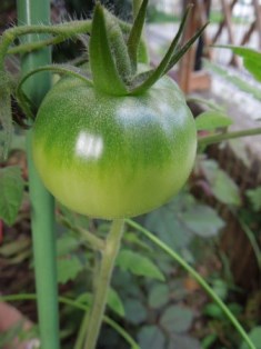 大玉トマト