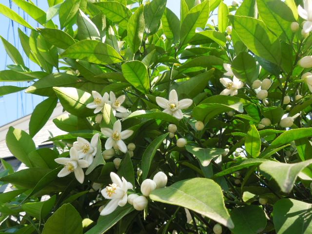 夏みかんの花
