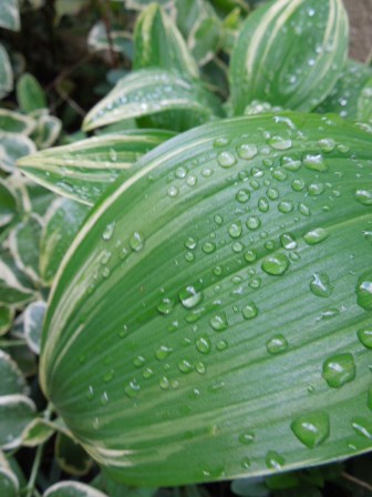雨粒