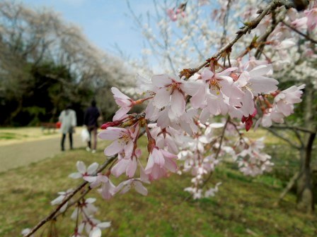 桜散歩