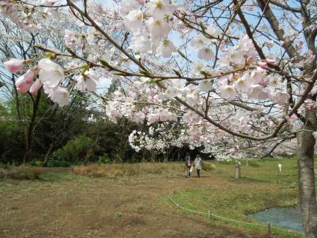 桜散歩2