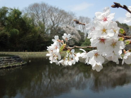 水辺の桜