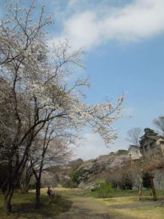 桜散歩5
