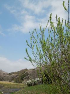 桜散歩6